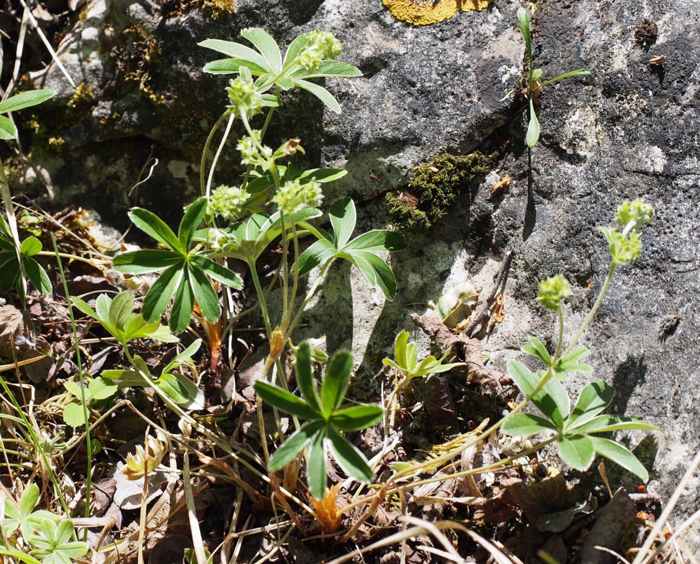 Lady's Mantle, [of the Causse] plant